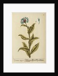 'Cyanus major' by Elizabeth Blackwell