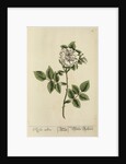 'Rosa alba' by Elizabeth Blackwell