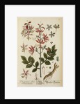 'Dictamnus albus' by Elizabeth Blackwell