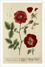 'Rosa rubra' by Elizabeth Blackwell