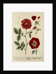 'Rosa rubra' by Elizabeth Blackwell