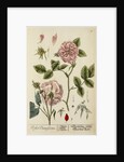 'Rosa damascena' by Elizabeth Blackwell