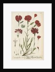 'Caryophyllus ruber' by Elizabeth Blackwell