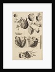 The human heart by Gerard de Lairesse