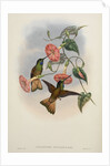 'Helianthea osculans' by William Matthew Hart