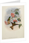 'Helianthea osculans' by William Matthew Hart