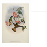 'Helianthea osculans' by William Matthew Hart