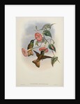 'Helianthea osculans' by William Matthew Hart