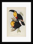 'Ramphastos ariel' by Elizabeth Gould