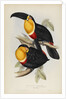 'Ramphastos ariel' by Elizabeth Gould