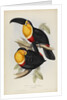 'Ramphastos ariel' by Elizabeth Gould