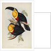 'Ramphastos ariel' by Elizabeth Gould