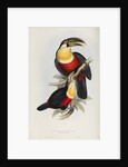 'Ramphastos dicolorus' by Elizabeth Gould