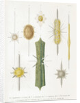 Various classes of radiolarian by W Wagenschieber