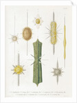 Various classes of radiolarian by W Wagenschieber