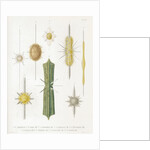 Various classes of radiolarian by W Wagenschieber