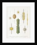 Various classes of radiolarian by W Wagenschieber