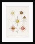 Various classes of radiolarian by W Wagenschieber