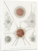 'Spongosphaera streptacantha' and 'Dictyosoma trigonizon' by W Wagenschieber