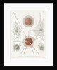 'Spongosphaera streptacantha' and 'Dictyosoma trigonizon' by W Wagenschieber