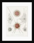 'Spongosphaera streptacantha' and 'Dictyosoma trigonizon' by W Wagenschieber