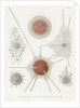 'Spongosphaera streptacantha' and 'Dictyosoma trigonizon' by W Wagenschieber