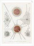 'Spongosphaera streptacantha' and 'Dictyosoma trigonizon' by W Wagenschieber