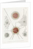 'Spongosphaera streptacantha' and 'Dictyosoma trigonizon' by W Wagenschieber