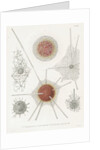 'Spongosphaera streptacantha' and 'Dictyosoma trigonizon' by W Wagenschieber