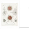 'Spongosphaera streptacantha' and 'Dictyosoma trigonizon' by W Wagenschieber