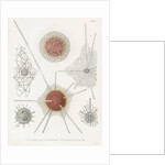 'Spongosphaera streptacantha' and 'Dictyosoma trigonizon' by W Wagenschieber
