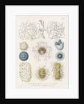 Various classes of radiolarian by W Wagenschieber