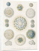 Various classes of radiolarian by W Wagenschieber
