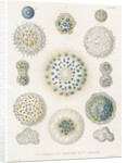Various classes of radiolarian by W Wagenschieber