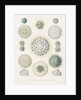 Various classes of radiolarian by W Wagenschieber