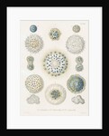 Various classes of radiolarian by W Wagenschieber