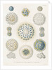 Various classes of radiolarian by W Wagenschieber