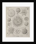 Various classes of radiolarian by E Giltsch