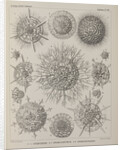 Various classes of radiolarian by E Giltsch