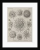 Various classes of radiolarian by E Giltsch