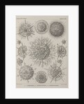 Various classes of radiolarian by E Giltsch