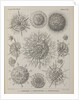 Various classes of radiolarian by E Giltsch