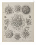 Various classes of radiolarian by E Giltsch