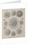 Various classes of radiolarian by E Giltsch