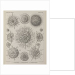 Various classes of radiolarian by E Giltsch
