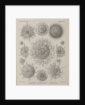 Various classes of radiolarian by E Giltsch