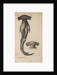 'Cartilaginei Longi' by Anonymous