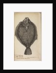 '...a Turbutt' by Anonymous
