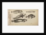 Study of five fish by Anonymous