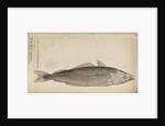 'Asellus niger' by Anonymous